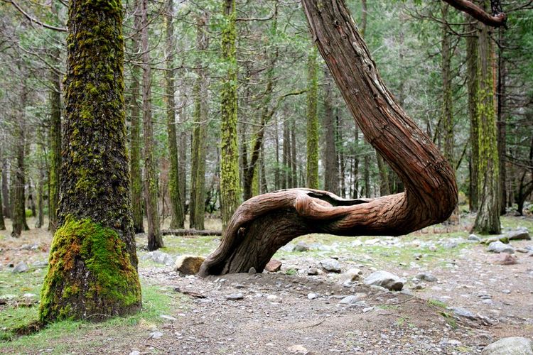 Très vieux marker tree dans le Yosemite National Park