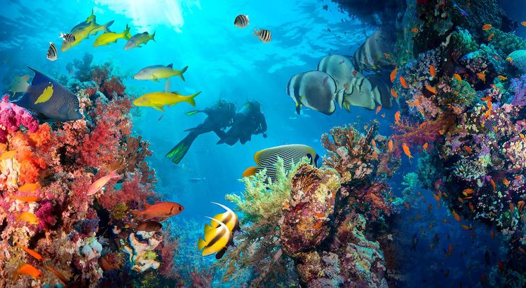 Les poissons habitent à l'abri du récif corallien