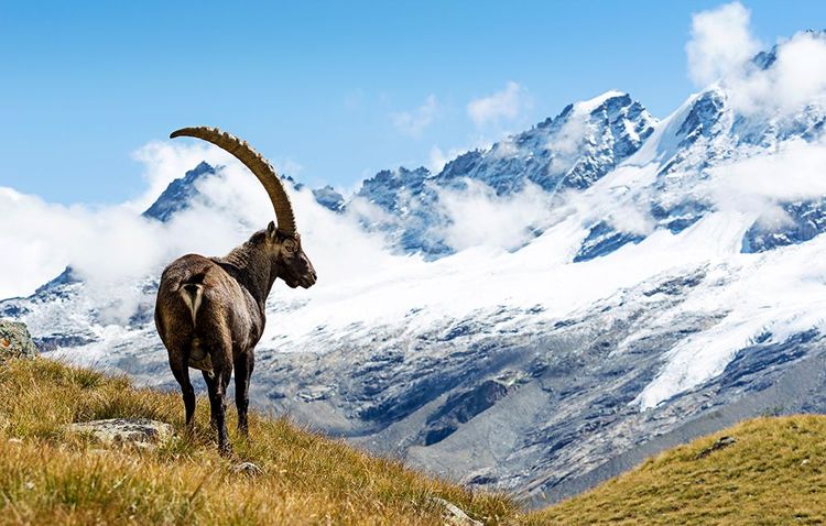 Bouquetin dans les Alpes autrichiennes