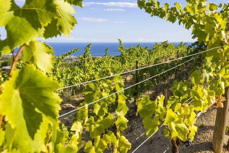 Les vignobles d'Allela surplombent la mer