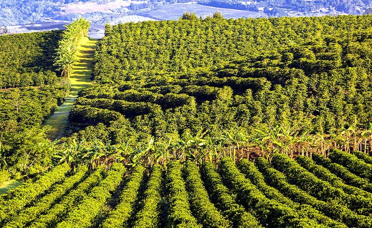 Plantation de caféiers à Alajuela.