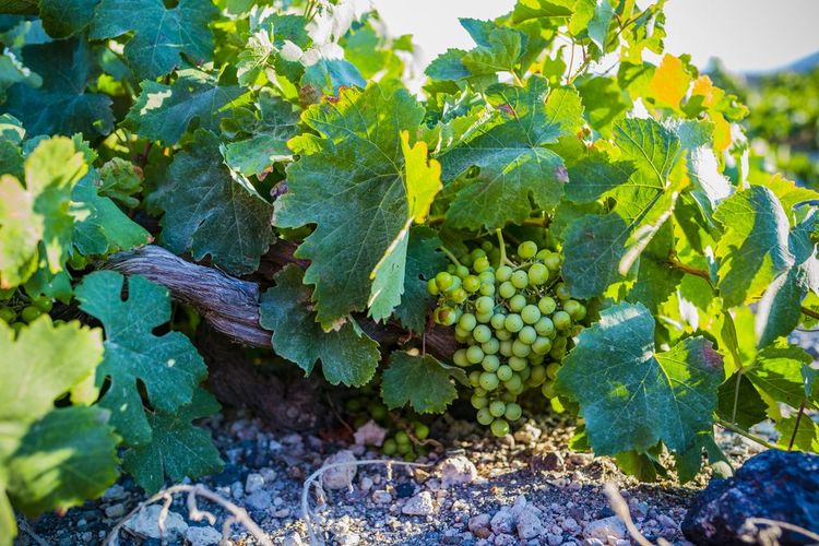 A bunch of Assyrtiko