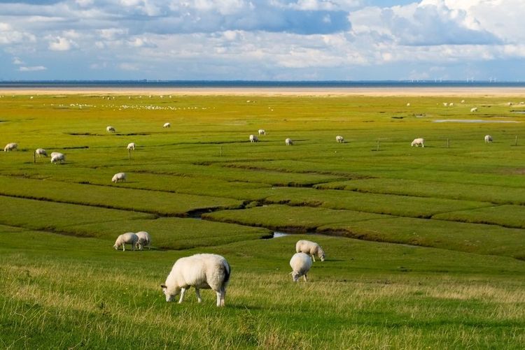 Troupeau de moutons sur l’île de Mandø