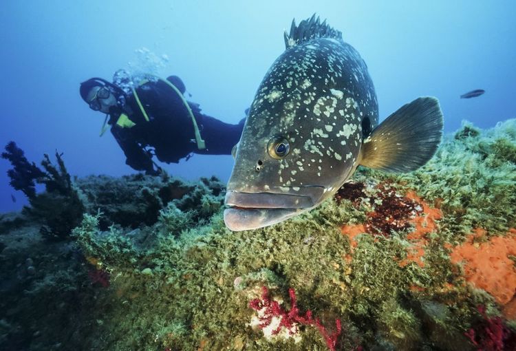 Plongeur à la découverte des fonds sous-marins