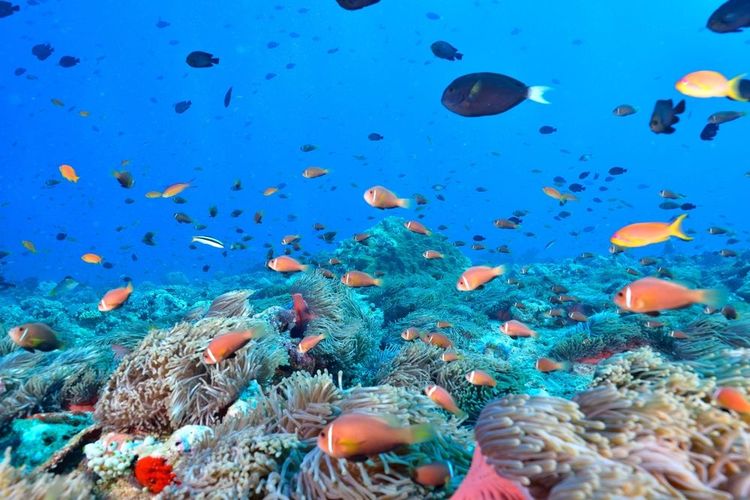 Des poissons-clowns des Maldives