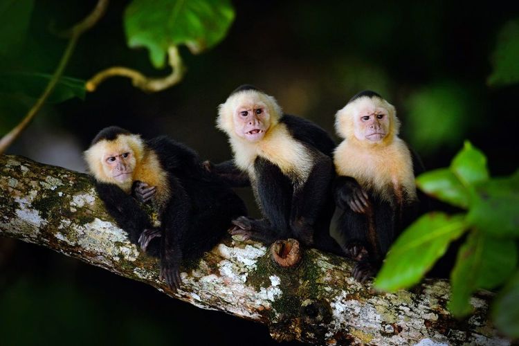 Capucins à têtes blanches dans le parc
