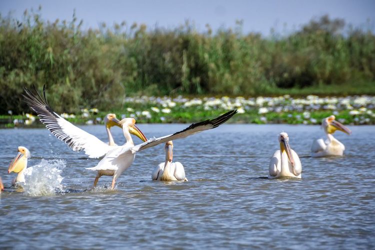 Pélicans, Parc national Djoudj, Sénégal