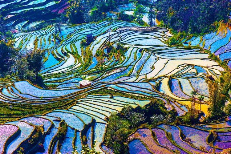 Paysage de terrasses de riz dans la province chinoise du Yunnan