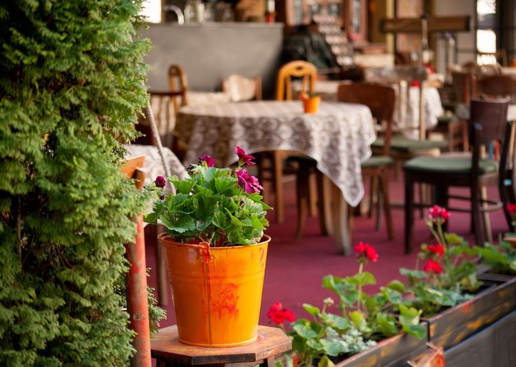 Kafane, bistrot typique de Belgrade où on sert la rakija