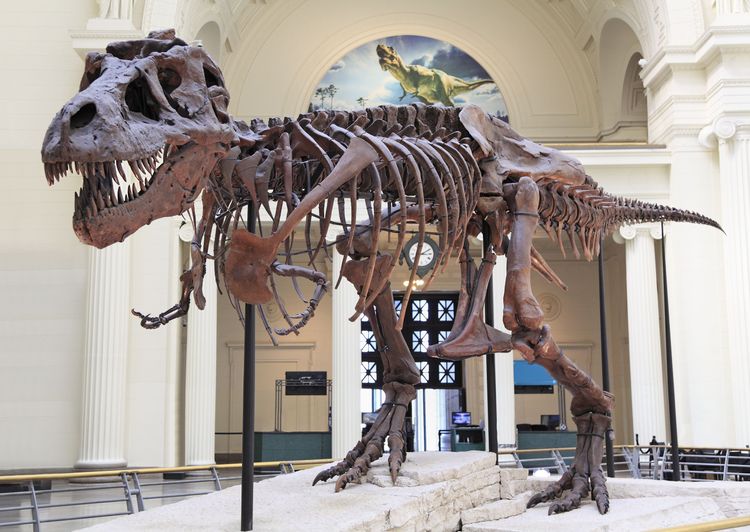 Tyrannosaurus skeleton at the Field Museum in Chicago