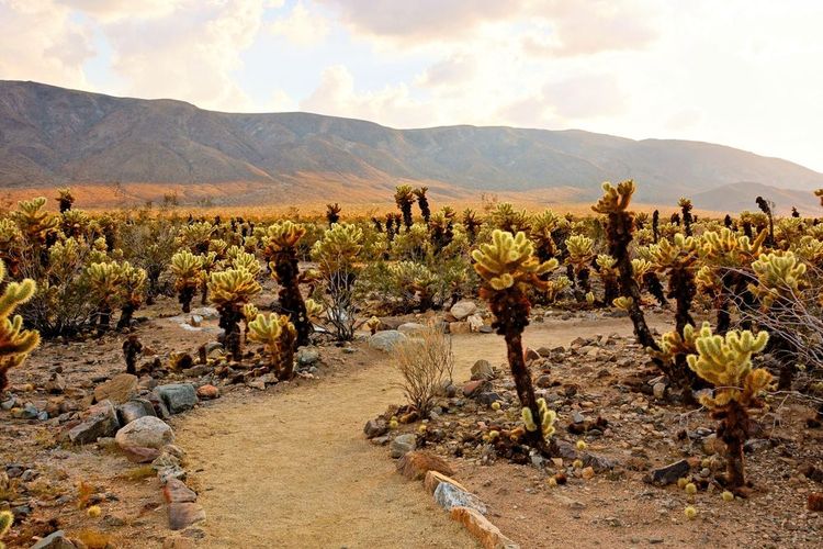 Joshua Tree National Park, Californie, États-Unis
