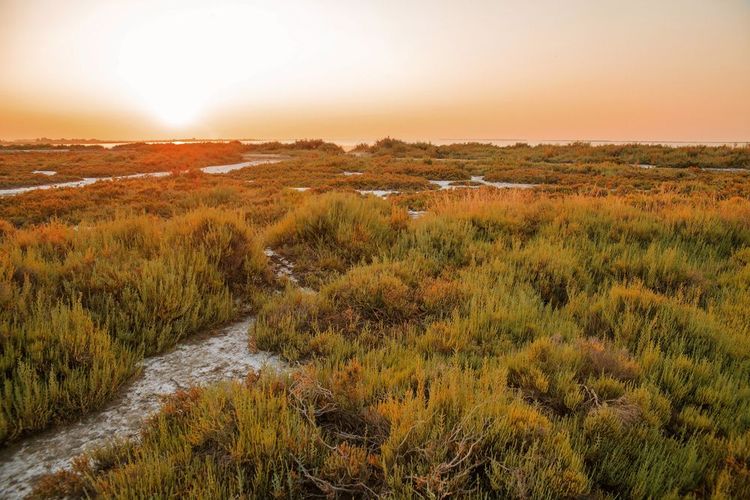 Tramonto nel Parco Nazionale della Camargue