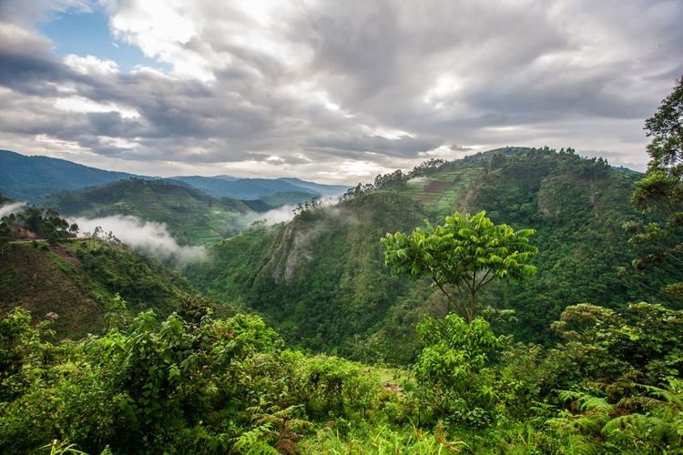 Forêt impénétrable de Bwindi, Ouganda