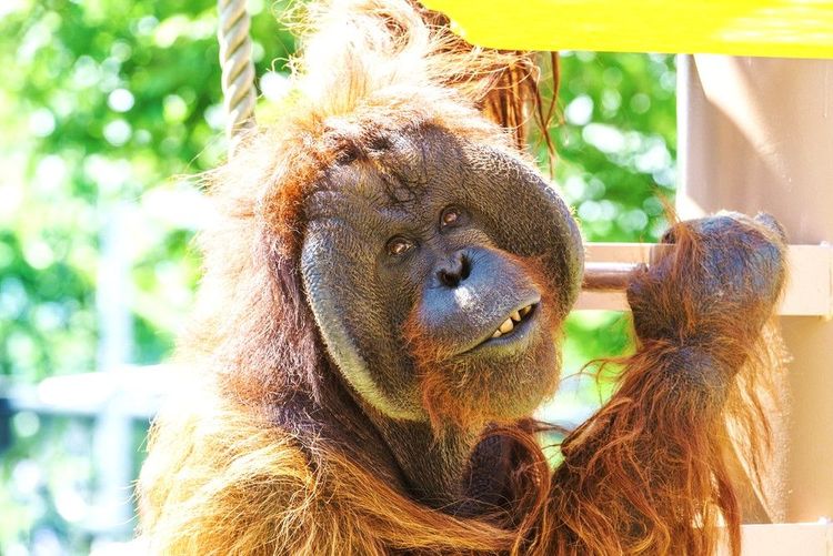 L'orang-outang du zoo nous sourit