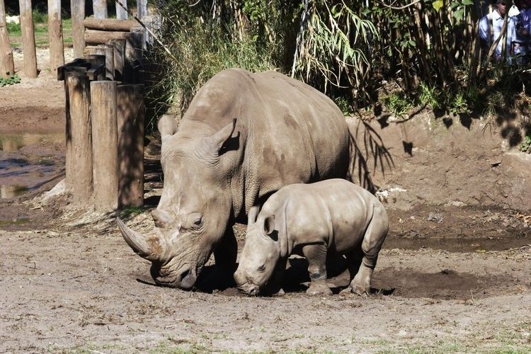 Les rhinocéros blancs du Sud (Ceratotherium simum simum) du zoo : Memphis et son fils Bakari