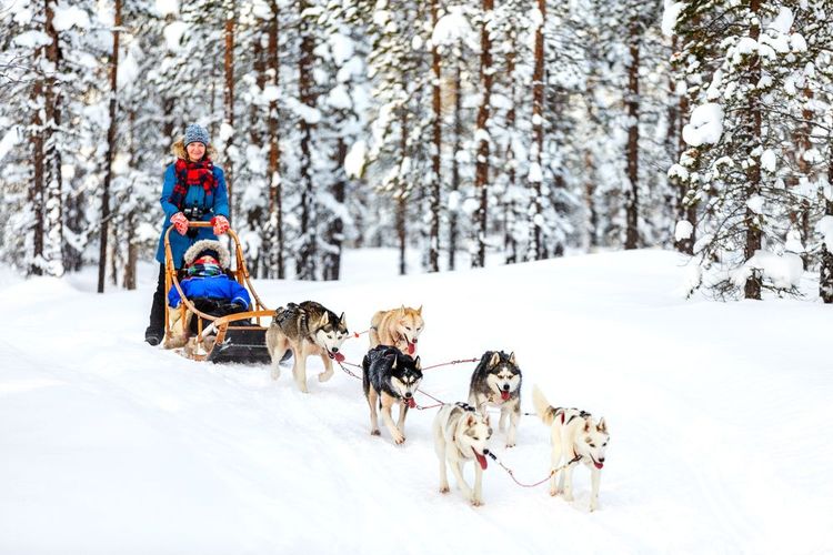 Les huskies se dépensent pour vous