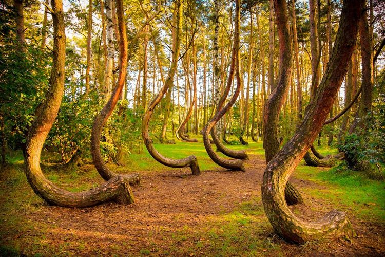 Gryfino, Forêt tordue, Pologne