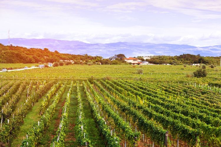 Les vignobles autours de Vrbnik.