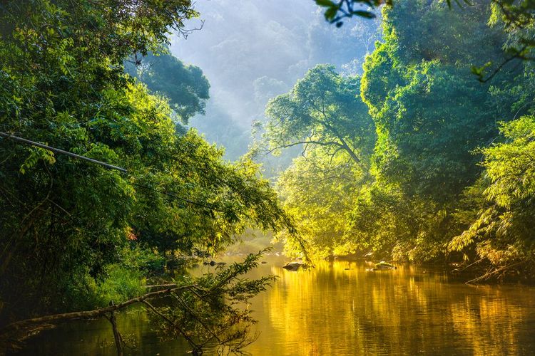 La foret amazonienne