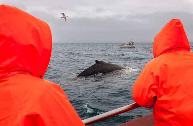 Observation des cétacés au sortir du port de Reykjavik