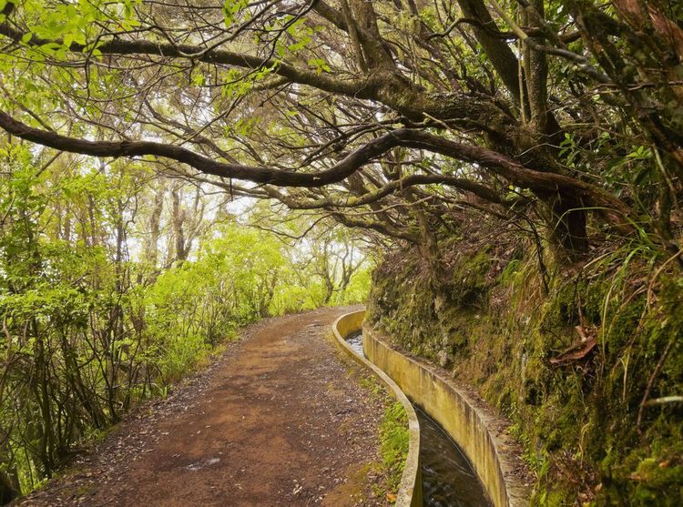 Levada de la Serra do Faial de Ribeiro Frio à Portela