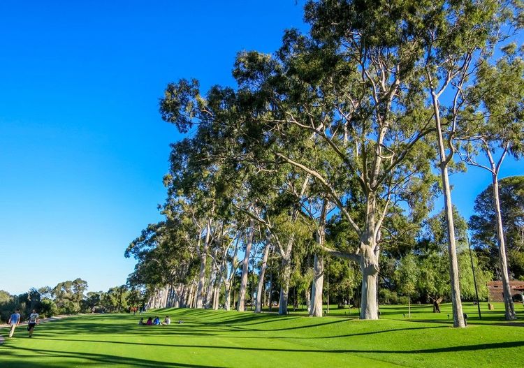 Les eucalyptus du parc