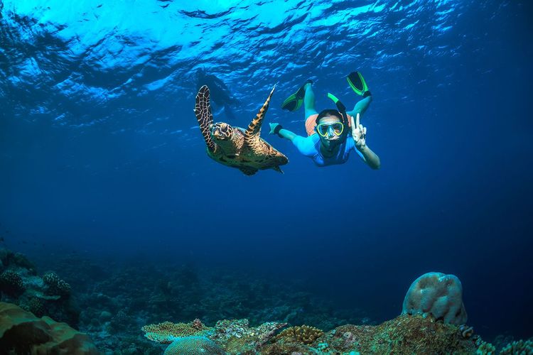 Nager avec les tortues de mer, c'est possible ici