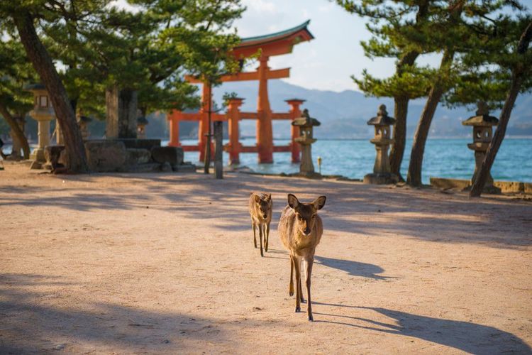 L'île de Miyajima - Japon