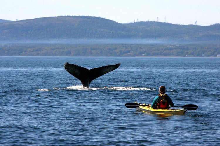 Avistamiento de ballenas en el río San Lorenzo