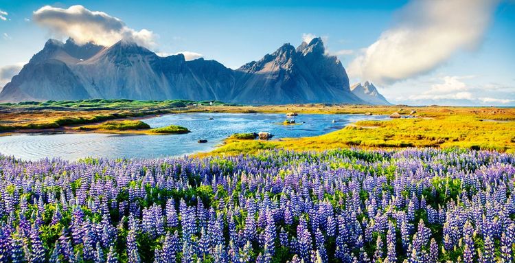 Un champ de lupins sauvages en Islande.