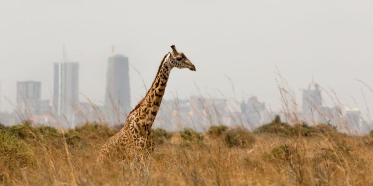 A safari in Nairobi National Park