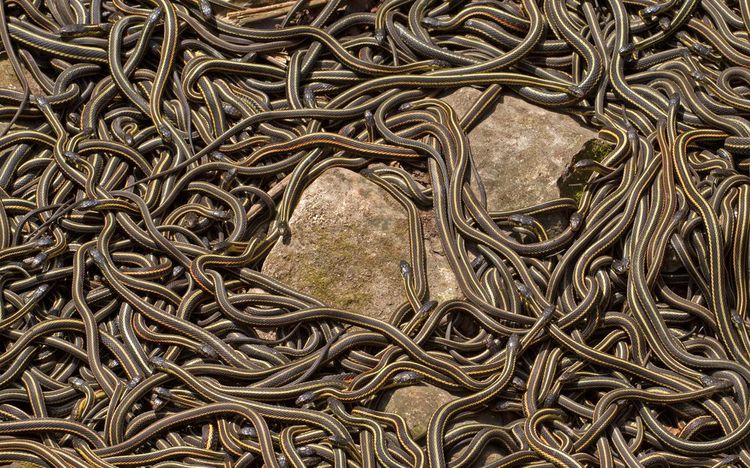Une île où les serpents pululent véritablement, Queimada Grande