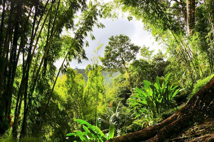 Bienvenue dans la forêt tropicale du parc naturel régional de Martinique