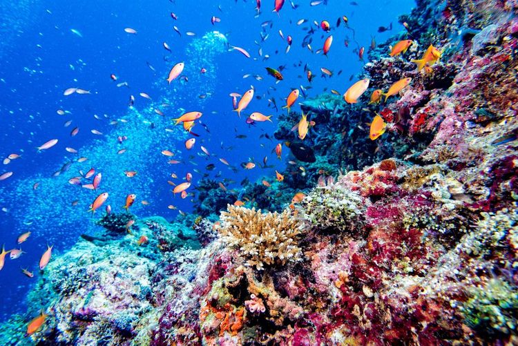 Les fonds marins des Maldives.