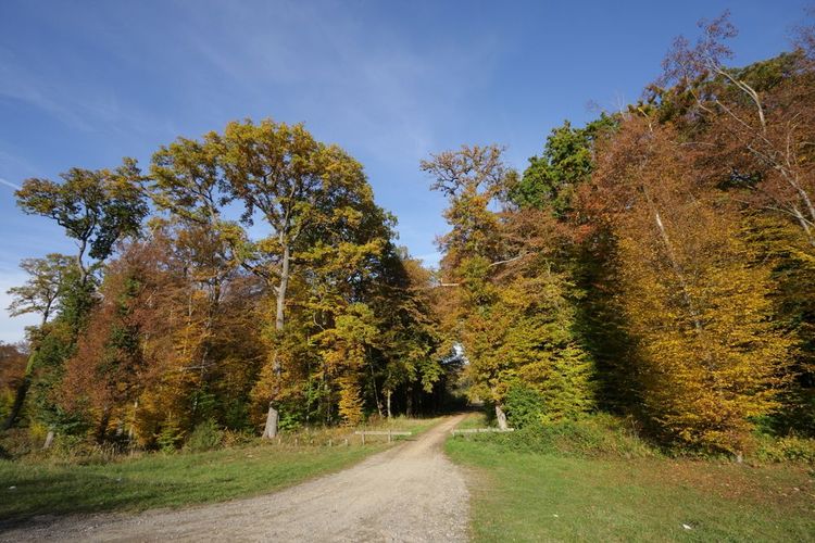 La forêt de Compiègne