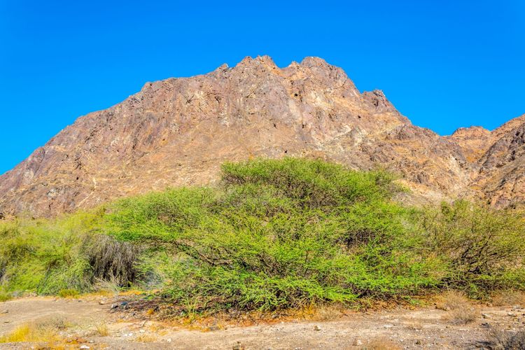 La nature qui entoure le célèbre sentier de randonnée c38 à Muttrah, Mascate, Oman