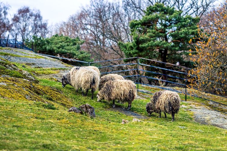 Le zoo du parc de Slottskogen