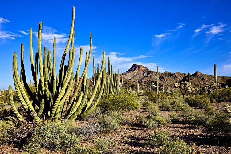 Les cactus du désert de Sonora, Arizona.