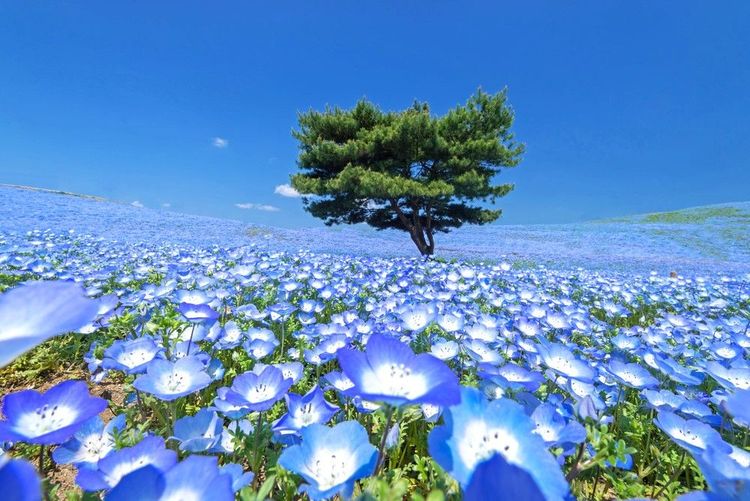 Champs de némophiles au Japon