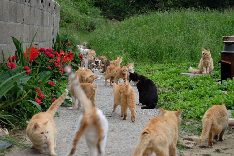 Les chats de l'île d'Aoshima au Japon
