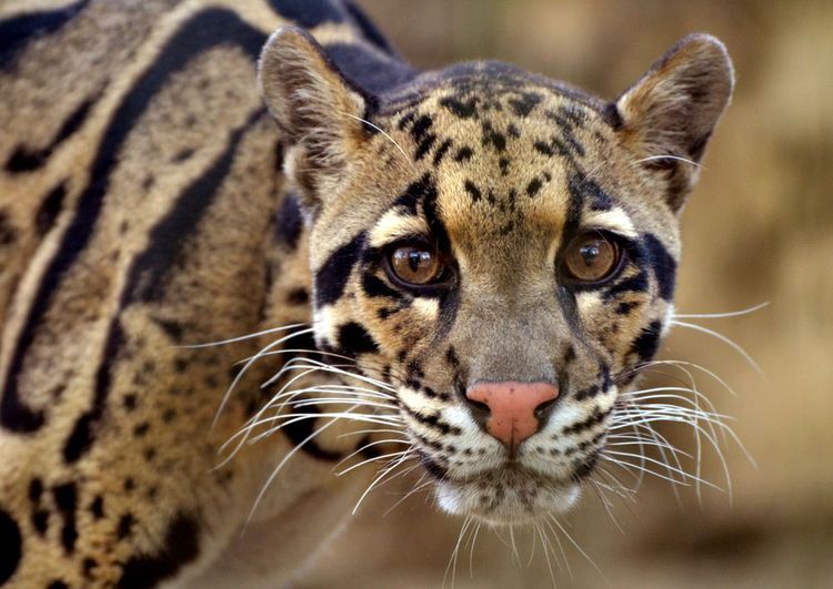 La fameuse panthère nébuleuse dans la forêt tropicale de Dulan, à Bornéo