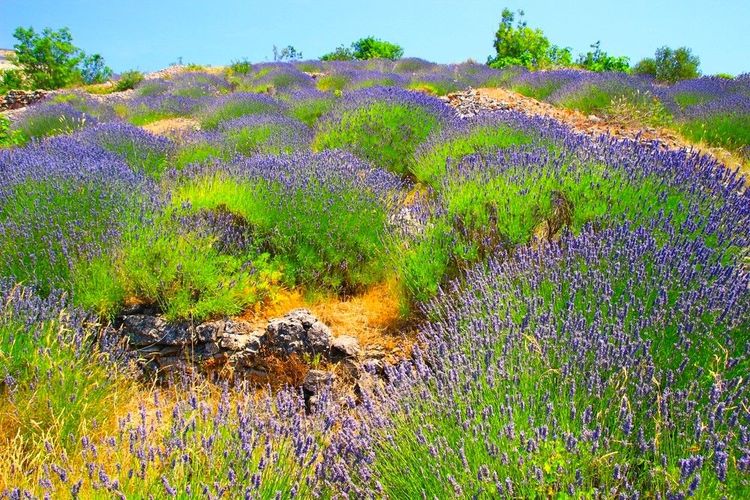 Les champs de lavande de Hvar : un parfum envoûtant sur l'île la plus ensoleillée de Méditerranée