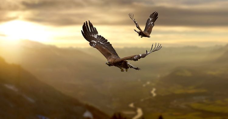 L'aigle royal dans les préalpes niçoises