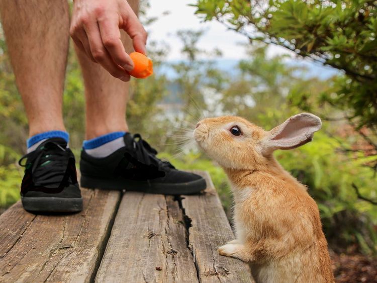 Ici, l'activité principale consiste à donner à manger aux inombrables lapins