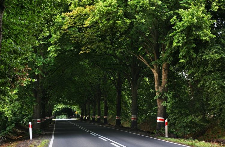 La forêt Chojna.