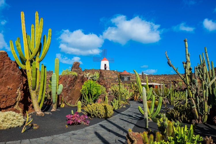 Giardino dei Cactus di Lanzarote