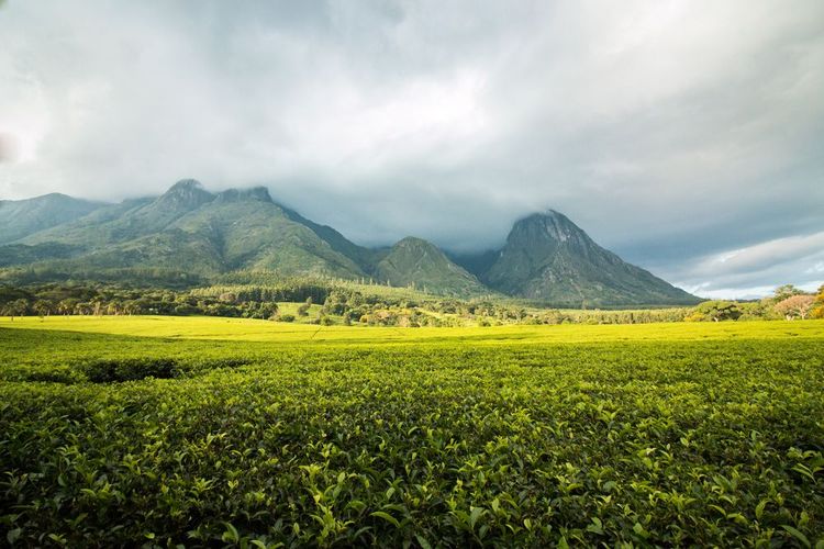Réserve forestière de montagne de Mulanje