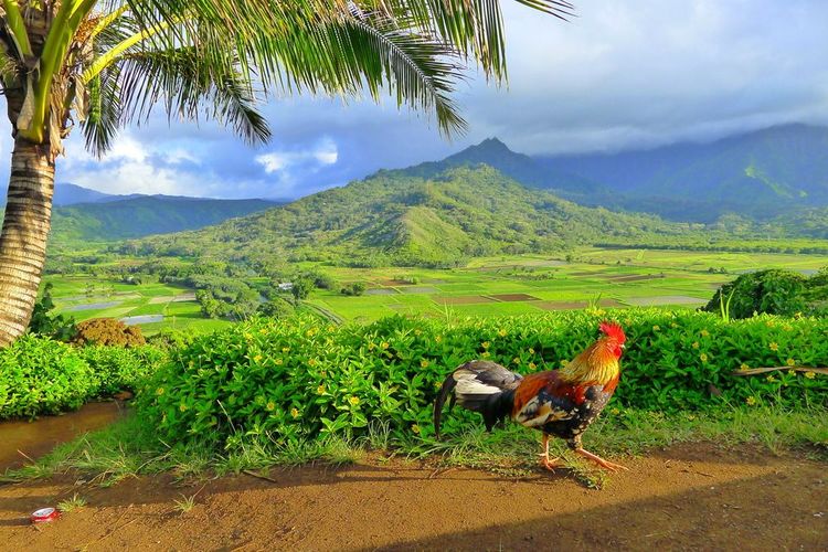 Coq de l'île Kauai à Hawaii