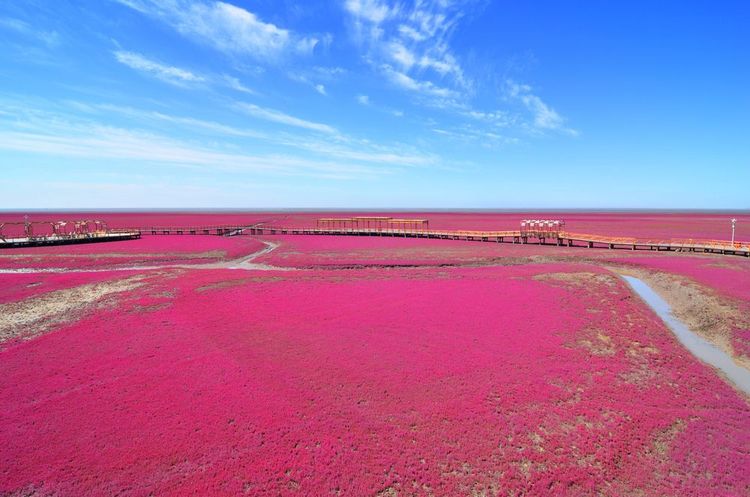 Les roseaux rouges de la roselière de la plage de Panjin.