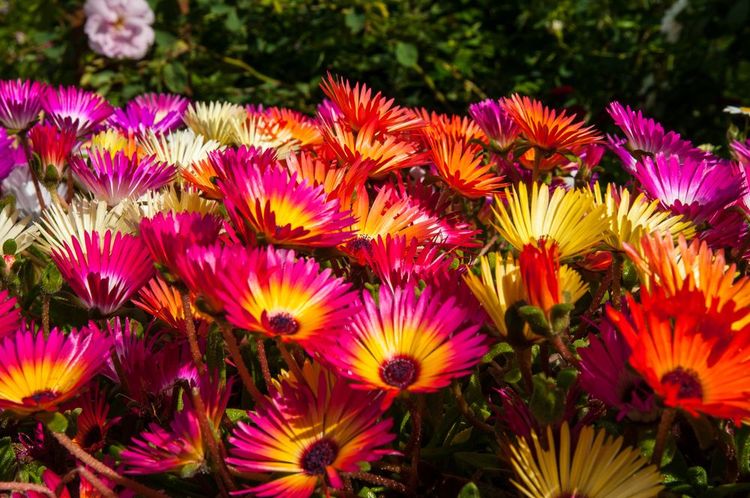 Fleurs très colorées du jardin